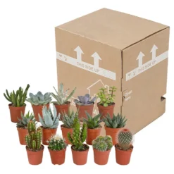 Cactus Et Succulentes, Box De 15 Plantes - H8cm, ø5,5cm - Plantes D'intérieur -Karcher Soldes 02478b3ba3355e15