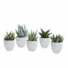 Gasteria, Haworthia Et Leurs Caches-pots Blancs, Box De 5 Plantes - H8cm, ø6cm - Plantes D'intérieur