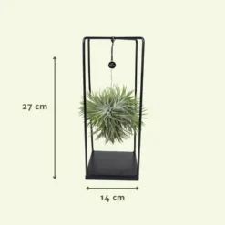 Tillandsia Et Son Support En Cube - H35cm, ø20cm - Plante D'intérieur Tombante -Karcher Soldes 07dcd3d6b0c49e5f