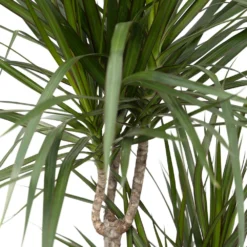 Dracaena Marginata - H115cm, ø21cm - Très Grande Plante D'intérieur -Karcher Soldes 07fbb3a2dafa42b8