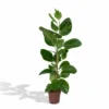 Ficus Altissima - H85cm, ø21cm - Grande Plante D'intérieur