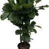 Ficus Lyrata Xxl - H160cm, ø30cm - Très Grande Plante D'intérieur