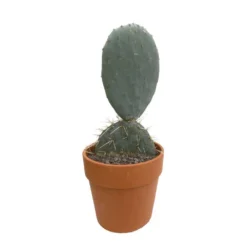 Cactus : H40cm Pot Terre Cuite D20 Cm -Karcher Soldes 1043860 002