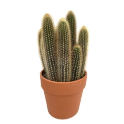 Cactus : H40cm Pot Terre Cuite D20 Cm -Karcher Soldes 1043860 004