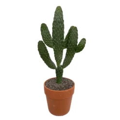 Cactus : H40cm Pot Terre Cuite D20 Cm -Karcher Soldes 1043860 006