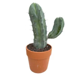 Cactus : H40cm Pot Terre Cuite D20 Cm -Karcher Soldes 1043860 007