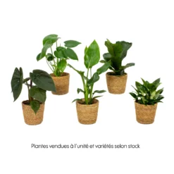 Mix Plantes Vertes, Variétés Variables : Vannerie D12cm -Karcher Soldes 1066833 2072083