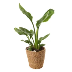 Mix Plantes Vertes, Variétés Variables : Vannerie D12cm -Karcher Soldes 1066833 2124786