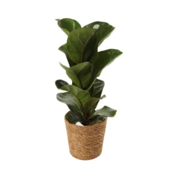 Mix Plantes Vertes, Variétés Variables : Vannerie D12cm -Karcher Soldes 1066833 2124789