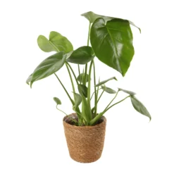 Mix Plantes Vertes, Variétés Variables : Vannerie D12cm -Karcher Soldes 1066833 2124792