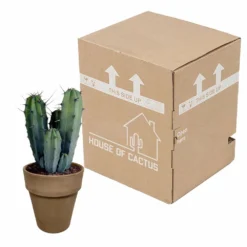 Myrtillocactus - H40cm, ø17cm - Plante D'intérieur Facile D'entretien 7 Myrtillocactus - H40cm, ø17cm - Plante D'intérieur Facile D'entretien -Karcher Soldes 119cfd77764afc00