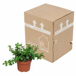 Portulacaria Afra - H25cm, ø10,5cm - Plante D'intérieur -Karcher Soldes 14989b04955025a5