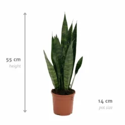Sansevieria Zeylanica - H55cm, ø14cm - Plante D'intérieur Sans Entretien 8 Sansevieria Zeylanica - H55cm, ø14cm - Plante D'intérieur Sans Entretien -Karcher Soldes 14b7b0a41e32bd54