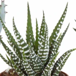 Gasteria, Haworthia Et Leurs Caches-pots, Box De 5 Plantes - H11cm, ø6,5cm - Plantes D'intérieur -Karcher Soldes 15aaf867e861acbf