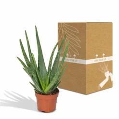 Aloe Vera - H30cm, ø12cm - Plante D'intérieur Succulente -Karcher Soldes 16c113bef3fab416