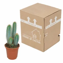 Pilosocereus Azureus - H40cm, ø17cm - Plante D'intérieur -Karcher Soldes 18c76fad916e457c