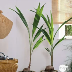 Cocotier Nucifera : Pot H.150cm -Karcher Soldes 19401 002