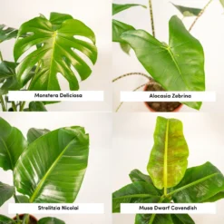 Alocasia Zebrina, Monstera Deliciosa, Bananier Musa, Strelitzia Nicolai - Grandes Plantes D'intérieur -Karcher Soldes 1d9891b5fc13f9ec