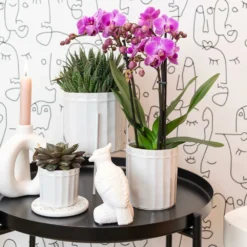 Haworthia - H11cm, ø6cm - Plante D'intérieur 7 Haworthia - H11cm, ø6cm - Plante D'intérieur -Karcher Soldes 1dcd91ab4fa67002