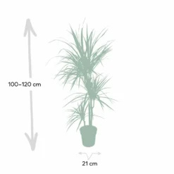 Dracaena Marginata - H115cm, ø21cm - Très Grande Plante D'intérieur -Karcher Soldes 205c4d19ff1b1ad5