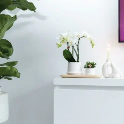 Haworthia Limifolia Et Son Cache-pot Blanc - H16cm, ø9cm - Plante D'intérieur -Karcher Soldes 234d780d32d03d45