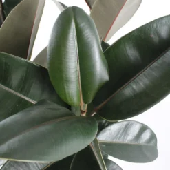 Caoutchouc : 3 Pieds Pot -Karcher Soldes 28705 002