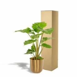 L'alocasia Portodora Et Son Cache-pot Doré - H80cm, ø21cm - Grande Plante D'intérieur -Karcher Soldes 2c7a5efbb044a121