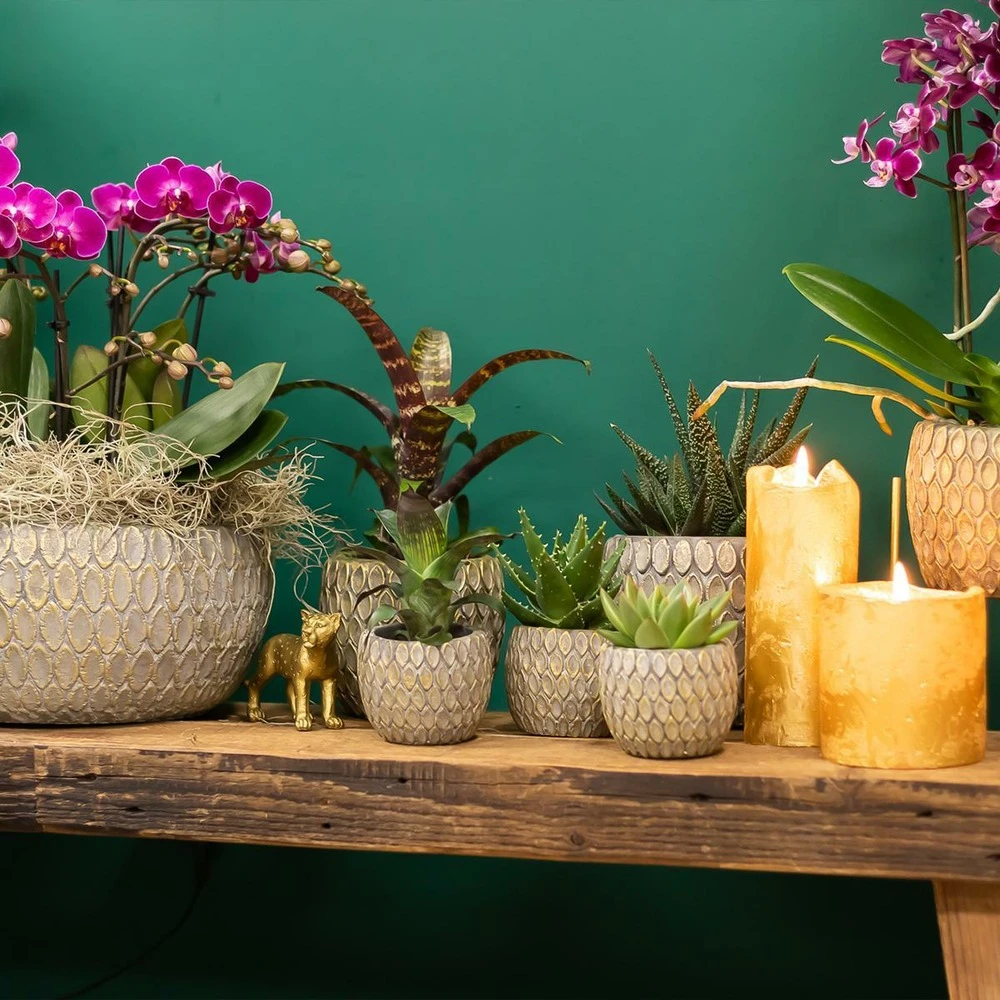 Haworthia - H11cm, ø6cm - Plante D'intérieur 2 Haworthia - H11cm, ø6cm - Plante D'intérieur – Image 2