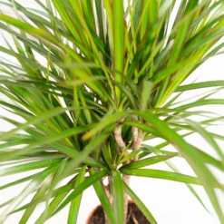 Dracaena Marginata - H90cm, ø17cm - Grande Plante D'intérieur -Karcher Soldes 3086944efa9a2ede