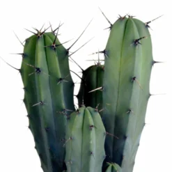 Myrtillocactus - H40cm, ø17cm - Plante D'intérieur Facile D'entretien 8 Myrtillocactus - H40cm, ø17cm - Plante D'intérieur Facile D'entretien -Karcher Soldes 33303d85be75e3e9