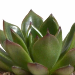 Echeveria Et Leurs Caches-pots Terracotta, Box De 3 Plantes - H12cm, ø9,5cm - Plantes D'intérieur -Karcher Soldes 338a0e65703008fb