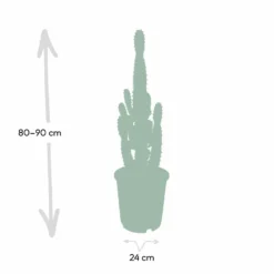 Euphorbia Acrurensis - H80cm, ø24cm - Grande Plante D'intérieur -Karcher Soldes 374eeba9c2f25f69