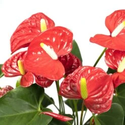 Anthurium Rouge - H55cm, ø17cm - Plante D'intérieur -Karcher Soldes 38b54ea20ca73bf4