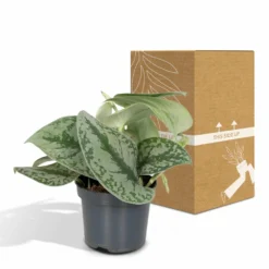 Pothos Scindapsus Pictus Epipremnum - H15cm, ø12cm - Plante D'intérieur Tombante -Karcher Soldes 38bd88a072b8a259