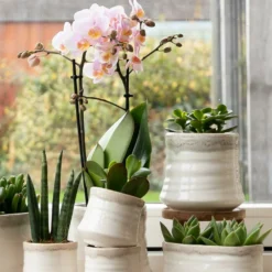 Crassula - H11cm, ø6cm - Plante D'intérieur -Karcher Soldes 395bb3a15339b15d