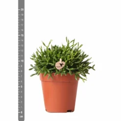 Rhipsalis Baccifera - H15cm, ø9cm - Plante D'intérieur -Karcher Soldes 3e1dfaec75687e9f