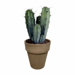 Myrtillocactus - H40cm, ø17cm - Plante D'intérieur Facile D'entretien 9 Myrtillocactus - H40cm, ø17cm - Plante D'intérieur Facile D'entretien -Karcher Soldes 3faa7c176cdf6c7b