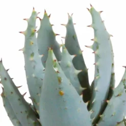 Gasteria, Haworthia Et Leurs Caches-pots, Box De 5 Plantes - H11cm, ø6,5cm - Plantes D'intérieur -Karcher Soldes 442d1c683b3d163f