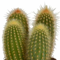 Cactus, Box De 3 Plantes - H15cm, ø10,5cm - Plantes D'intérieur -Karcher Soldes 446043fb59ca02cc