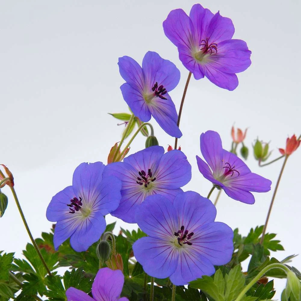 Géranium Rozanne ® : Conteneur De 2 Litres Bleu 2 Géranium Rozanne ® : Conteneur De 2 Litres Bleu – Image 2