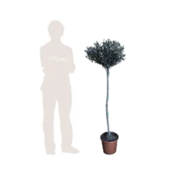 Olivier, Olea Europaea, Sur Tige H120/140cm : Pot D24cm -Karcher Soldes 471424 002