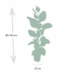Ficus Altissima - H85cm, ø21cm - Grande Plante D'intérieur 8 Ficus Altissima - H85cm, ø21cm - Grande Plante D'intérieur -Karcher Soldes 4ab68460764fef3d