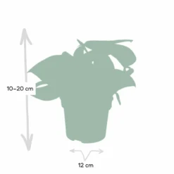 Pothos Scindapsus Pictus Epipremnum - H15cm, ø12cm - Plante D'intérieur Tombante -Karcher Soldes 4ac80b88f941ba75