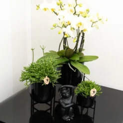 Rhipsalis Baccifera - H10cm, ø6cm - Plante D'intérieur -Karcher Soldes 4b83bd2ab48d9579