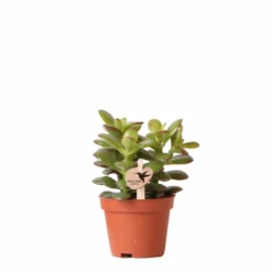 Crassula - H11cm, ø6cm - Plante D'intérieur