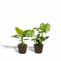 Monstera Deliciosa, Bananier Musa Et Leurs Paniers Noirs, Duo De Plantes - Grandes Plantes D'intérieur