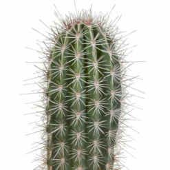 Pachycereus Pringlei - H40cm, ø17cm - Plante D'intérieur -Karcher Soldes 57b3a108e7f76c21