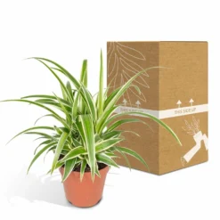 Chlorophytum - H25cm, ø12cm - Plante D'intérieur -Karcher Soldes 58d98f93a3e197de