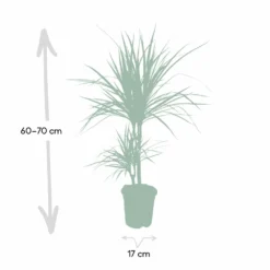 Dracaena Marginata - H70cm, ø17cm - Grande Plante D'intérieur -Karcher Soldes 59154e5733f16093