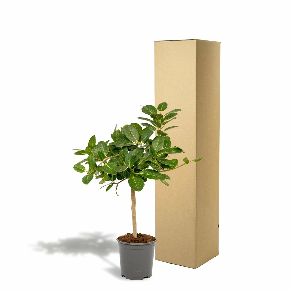 Ficus Benghalensis - H75cm, ø21cm - Grande Plante D'intérieur 4 Ficus Benghalensis - H75cm, ø21cm - Grande Plante D'intérieur – Image 4